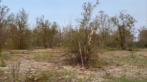 Wesley Clover & Shirley's Bay