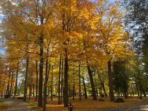 Vincent Massey and Beyond