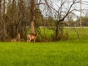 Wesley Clover & Shirley's Bay