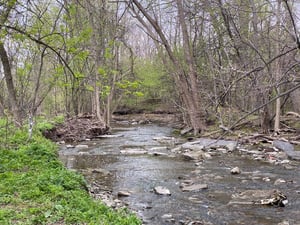 a stream in a forest