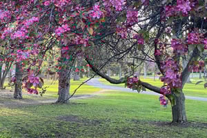 Experimental Farm and Carlington Woods