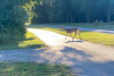 Gatineau Park: Meech Lake + Champlain Lookout