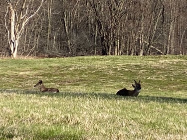 Vincent Massey and Beyond