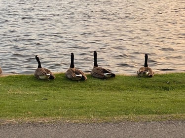 Easy Loop around the Canal
