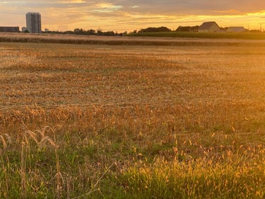Wesley Clover & Shirley's Bay