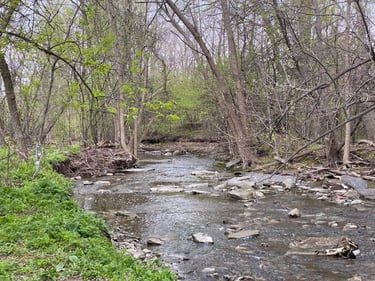 a stream in a forest