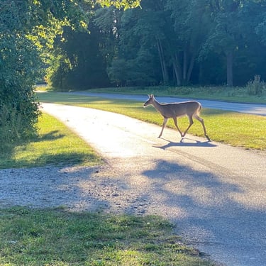 Gatineau Park: Meech Lake + Champlain Lookout