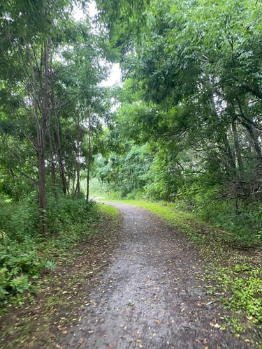 a dirt road in a forest