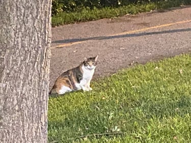 Boucle facile autour du canal