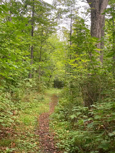 a dirt path through a forest