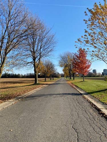 a road with trees on the side