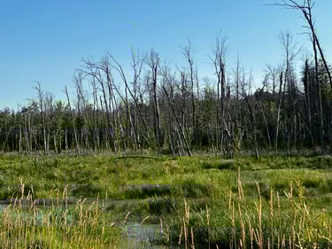 Ottawa to Carleton Place and Smith Falls