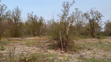 Wesley Clover et baie Shirley