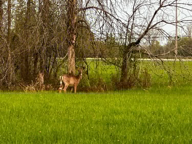 Wesley Clover & Shirley's Bay