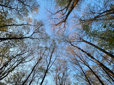 looking up at trees and blue sky