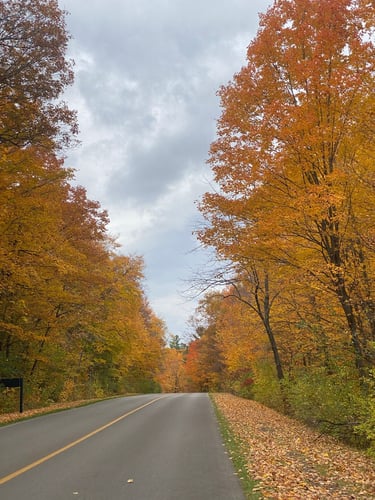 a road with trees on either side