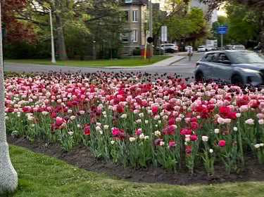 Easy Loop around the Canal