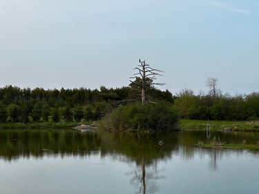 Wesley Clover & Shirley's Bay