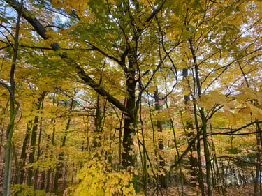 a group of trees with yellow leaves