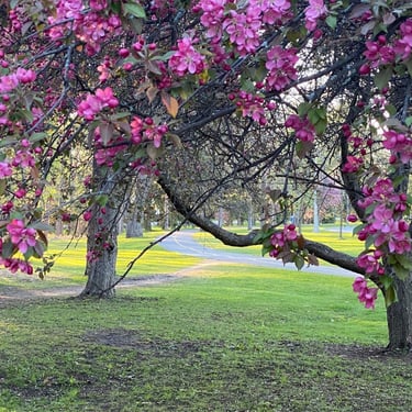 Experimental Farm and Carlington Woods