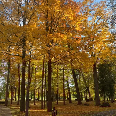 Vincent Massey and Beyond