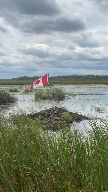 Canadian flag on a log in a swamp