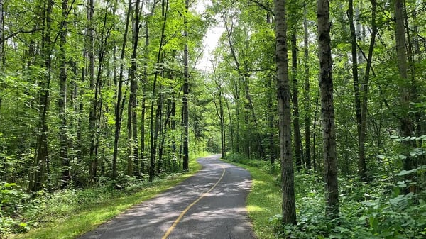 Riding around lush trees on bike path