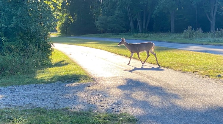 Gatineau Park: Meech Lake + Champlain Lookout