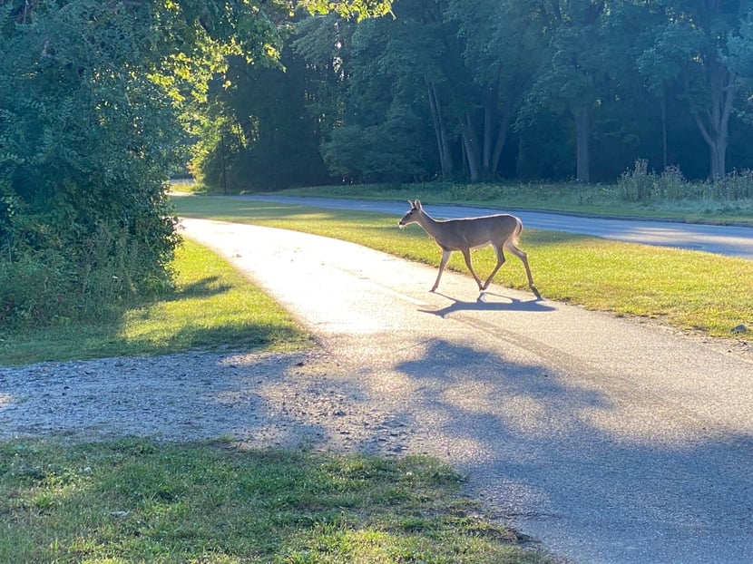 Gatineau Park: Meech Lake + Champlain Lookout