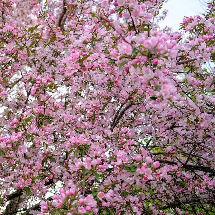 Cherry Blossom