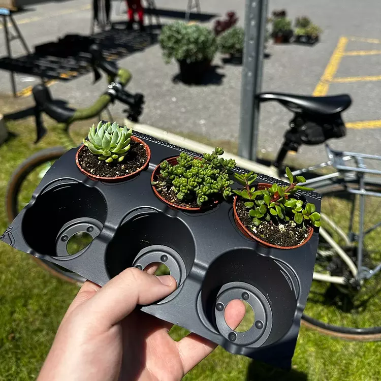rode to the plant thing and got myself some succulents 