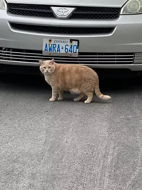 a cat standing under a car