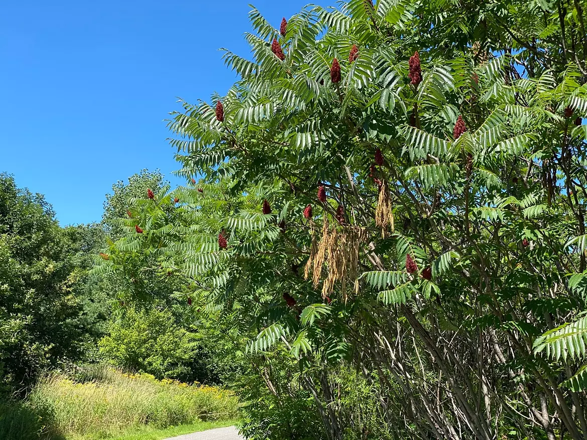 weird tree