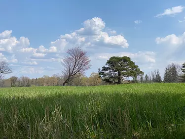 a grassy field with trees in the background