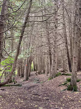 a path through a forest