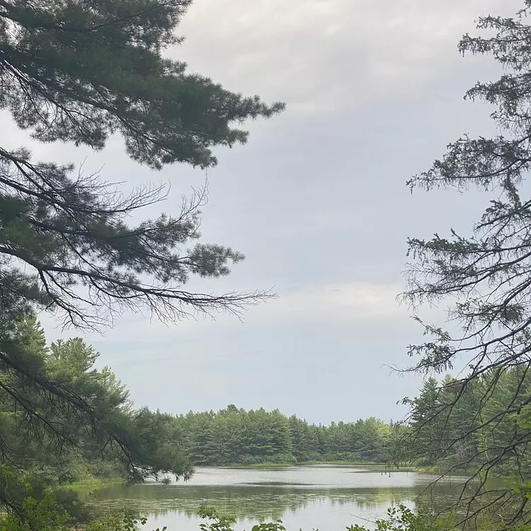 lake surrounded by trees