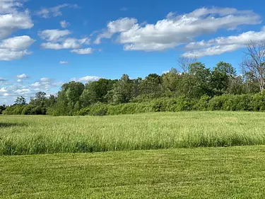 a large green field with trees in the background