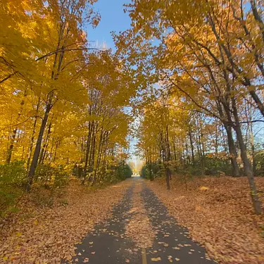 beautiful orange fall colors