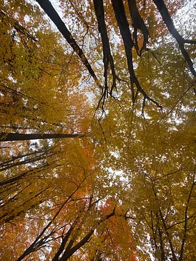 looking up at yellow leaves on trees