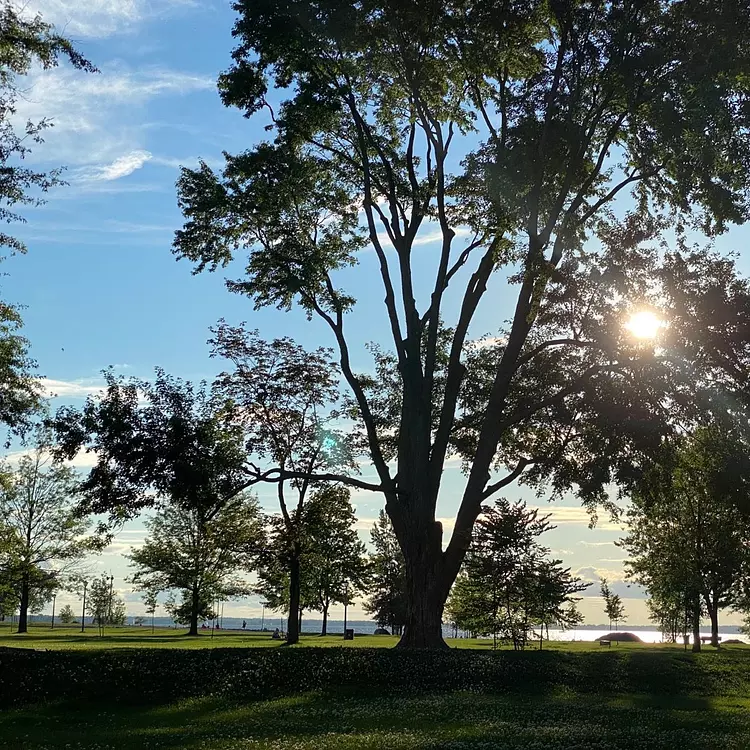 a tree with the sun shining through it