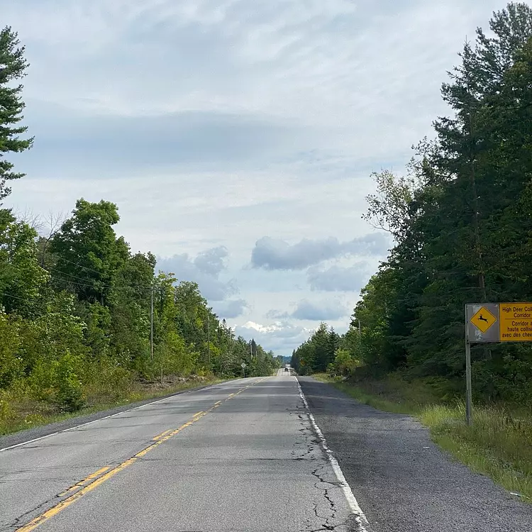 a road with trees on the side