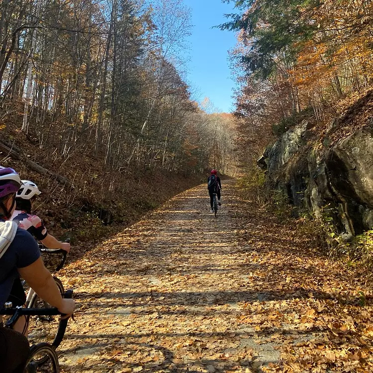 a group of people riding bikes on a trail in the woods