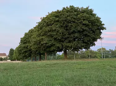 a large tree in a field