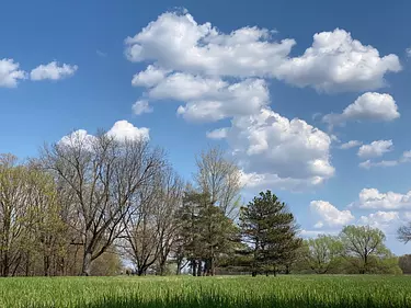 a group of trees in a field