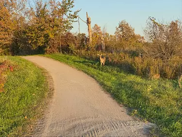 a Deer in the park