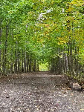 a dirt road in a forest