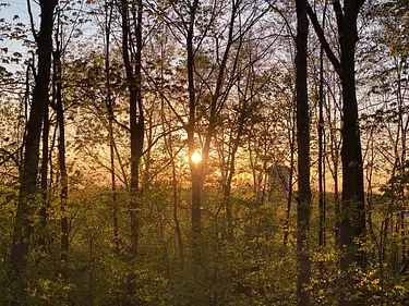 sun shining through the trees