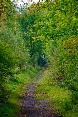 a dirt path through a forest