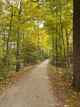 a dirt road in a forest