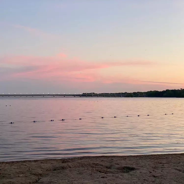 a group of birds on a beach